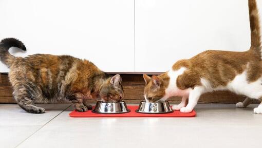 Katzen Das Kratzen An Türen Abgewöhnen